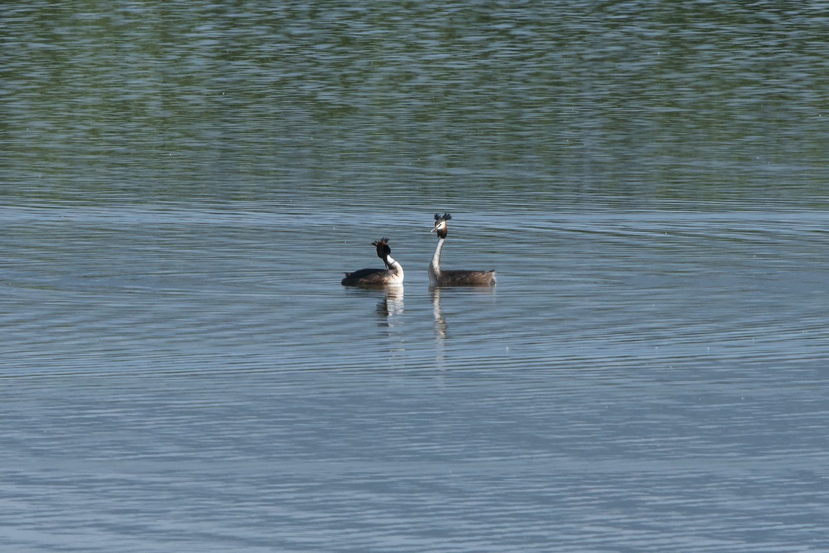 Great Crested Grebe - Yordan Yordanov