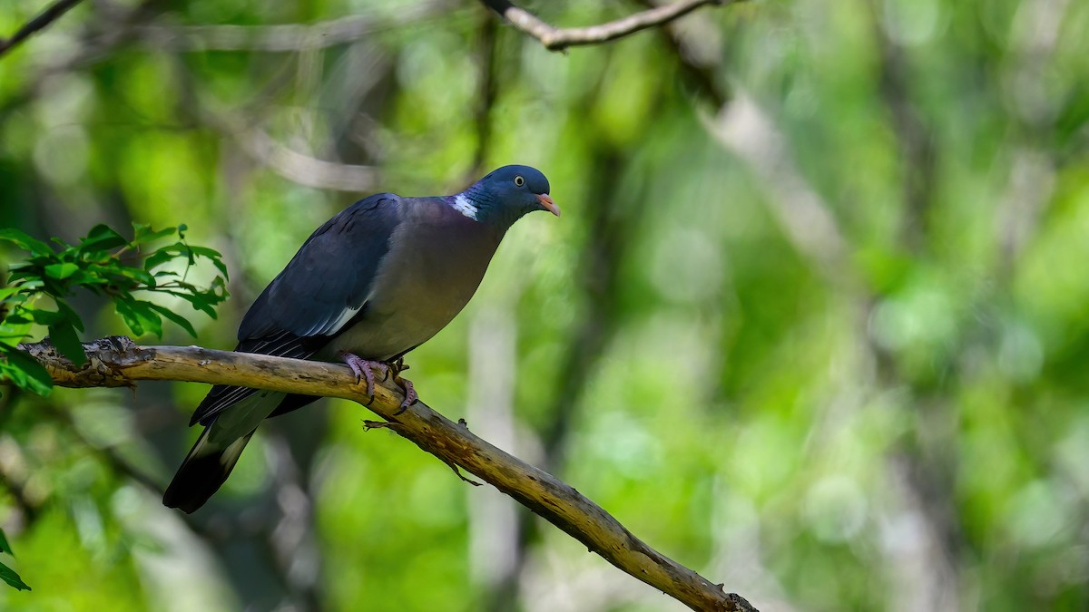 Common Wood-Pigeon - Ogün Aydin