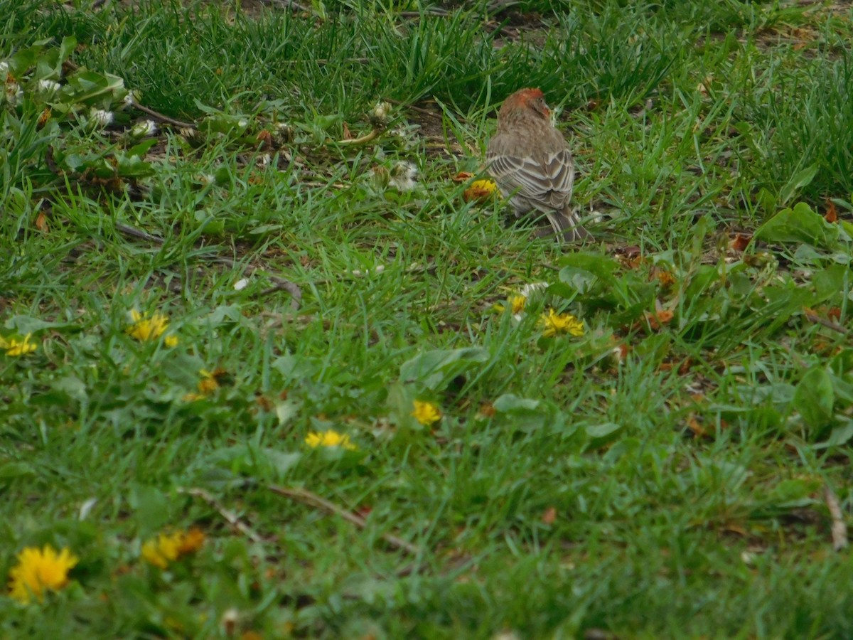 House Finch - Arrow Z L