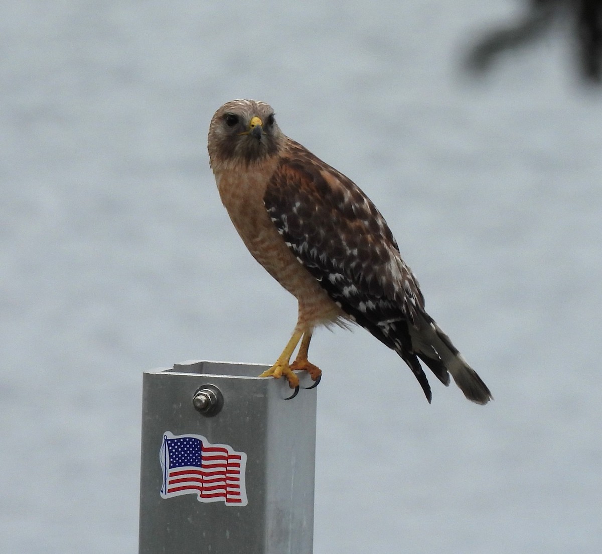 Red-shouldered Hawk - Carol Porch