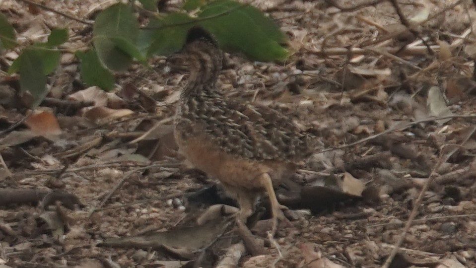 Andean Tinamou - ML618832399