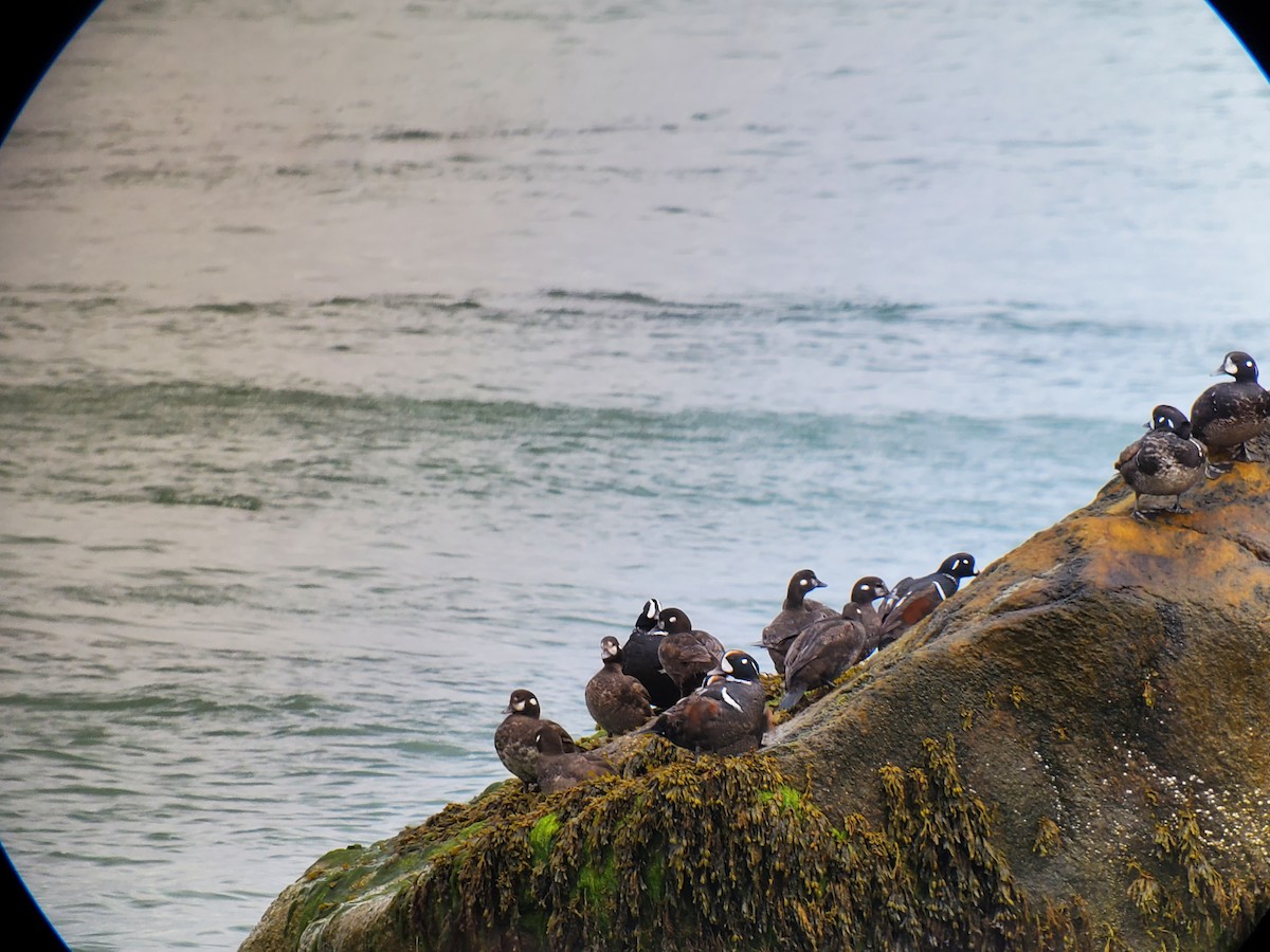 Harlequin Duck - ML618832403