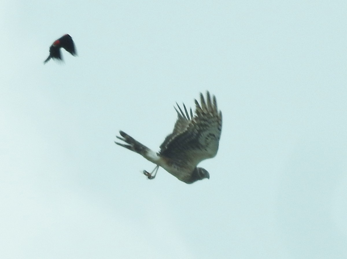 Northern Harrier - Kent Miller