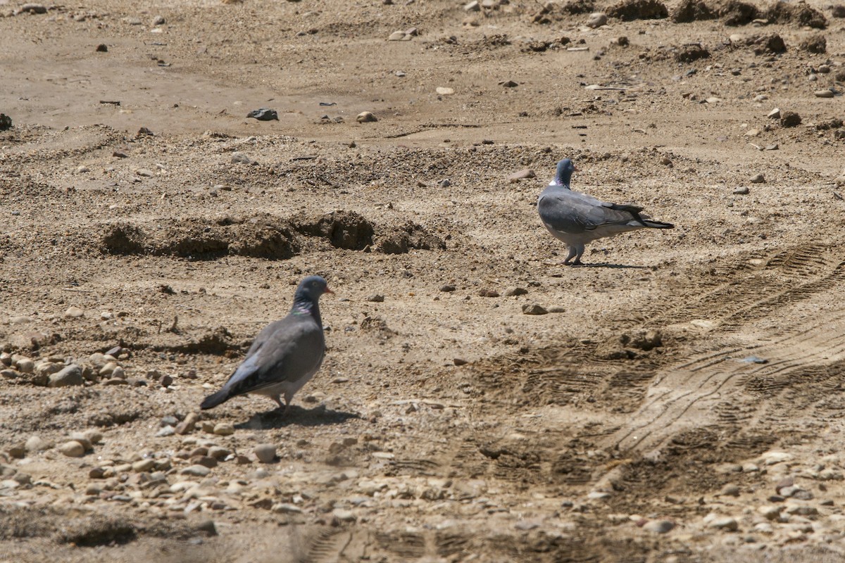 Common Wood-Pigeon - ML618832461