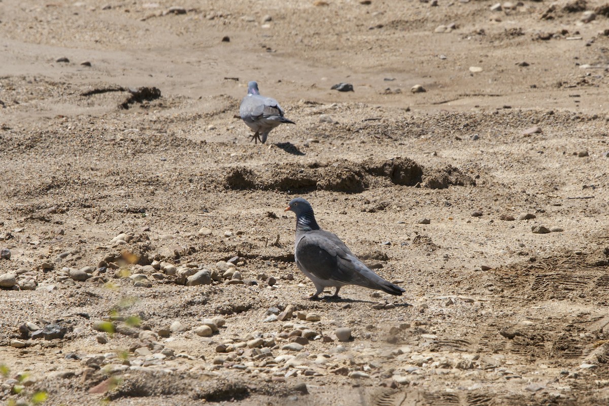 Common Wood-Pigeon - ML618832463