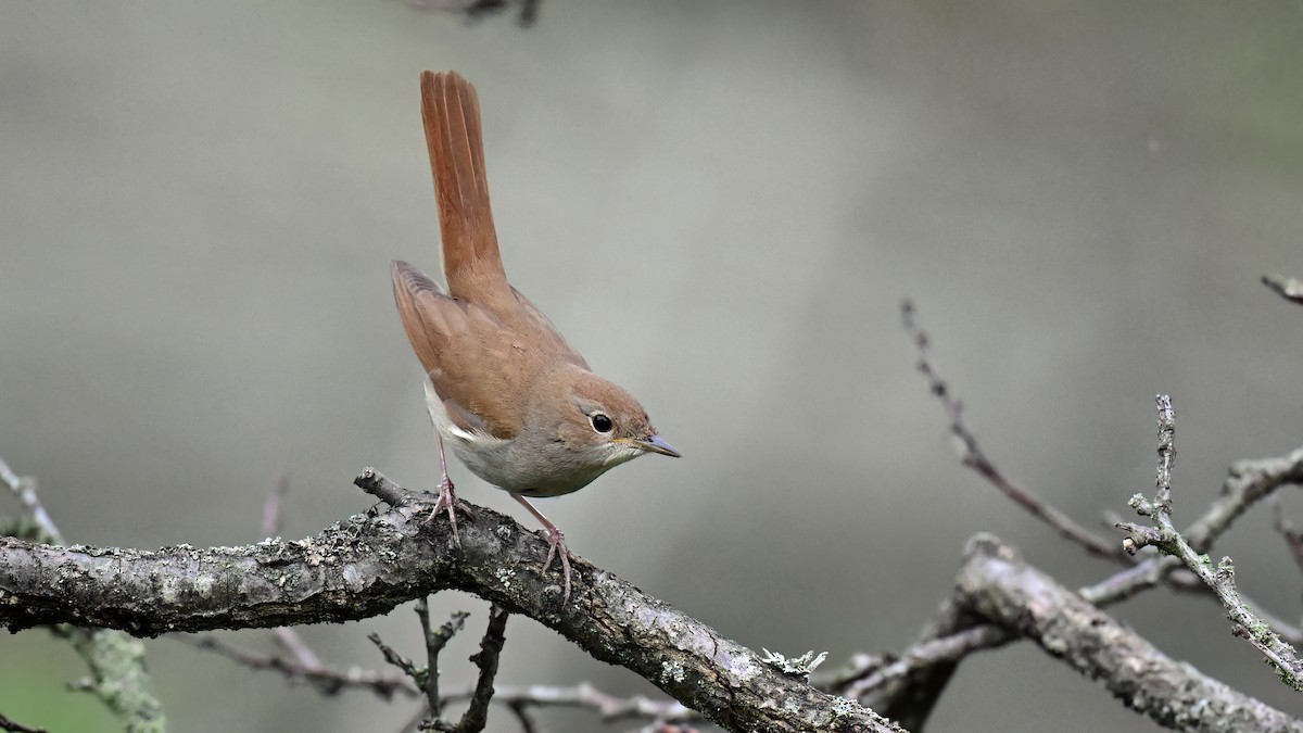 Common Nightingale - Ogün Aydin