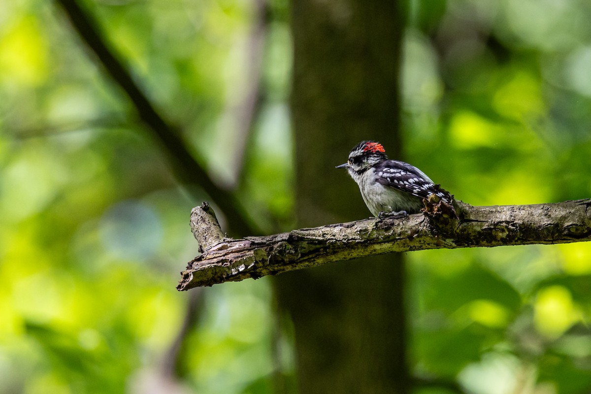 Downy Woodpecker - Josh Heinzen