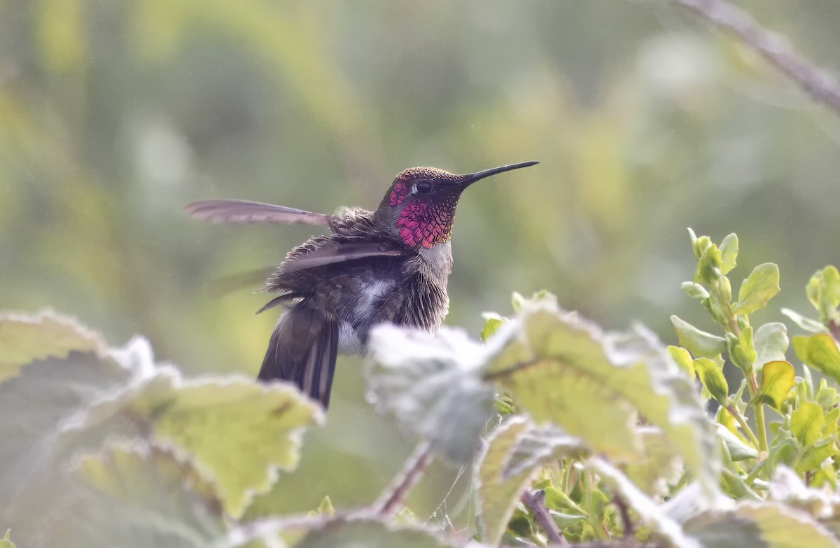 Anna's Hummingbird - Loni Ye