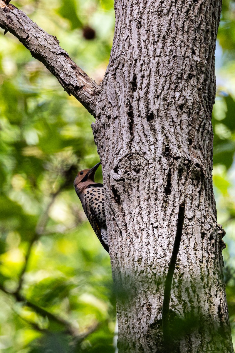 Northern Flicker - ML618832503