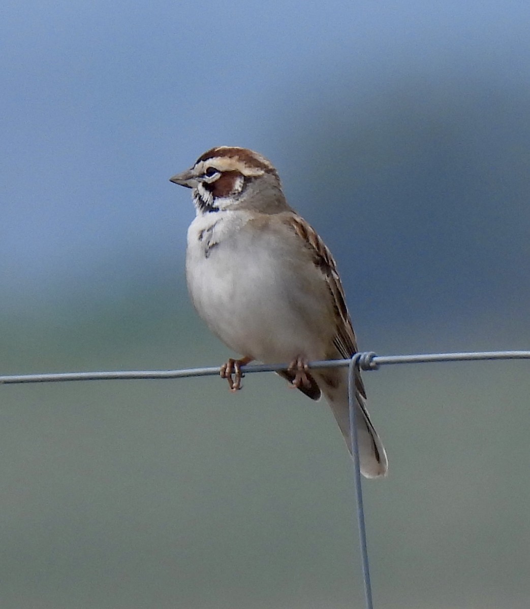 Lark Sparrow - Robert Ducham