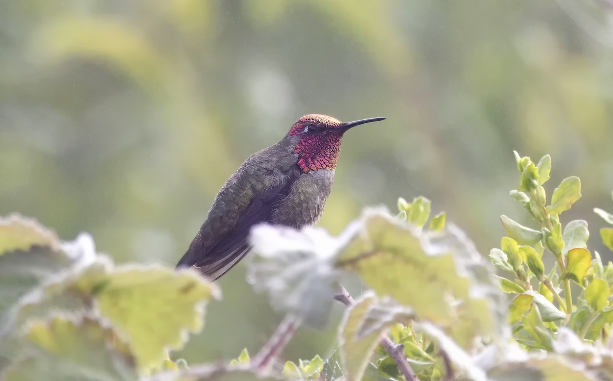 Anna's Hummingbird - Loni Ye