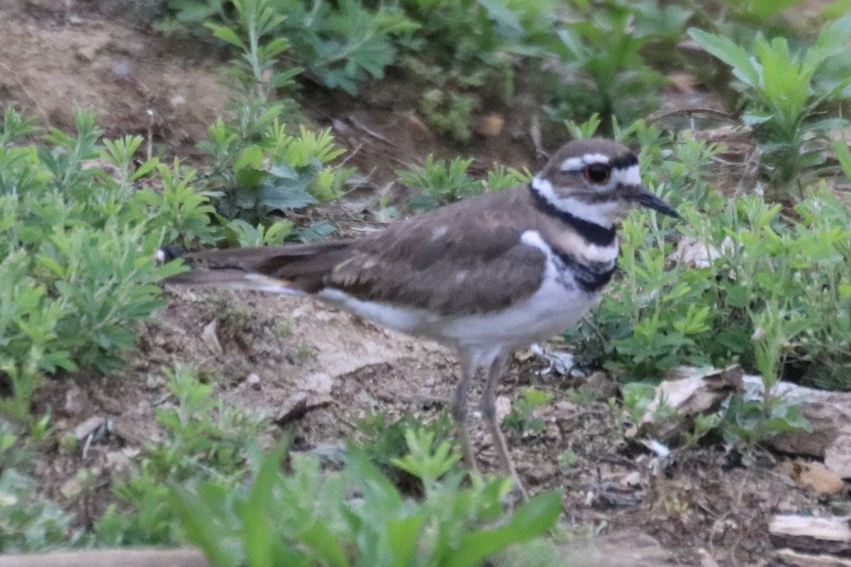 Killdeer - Kelly Krechmer