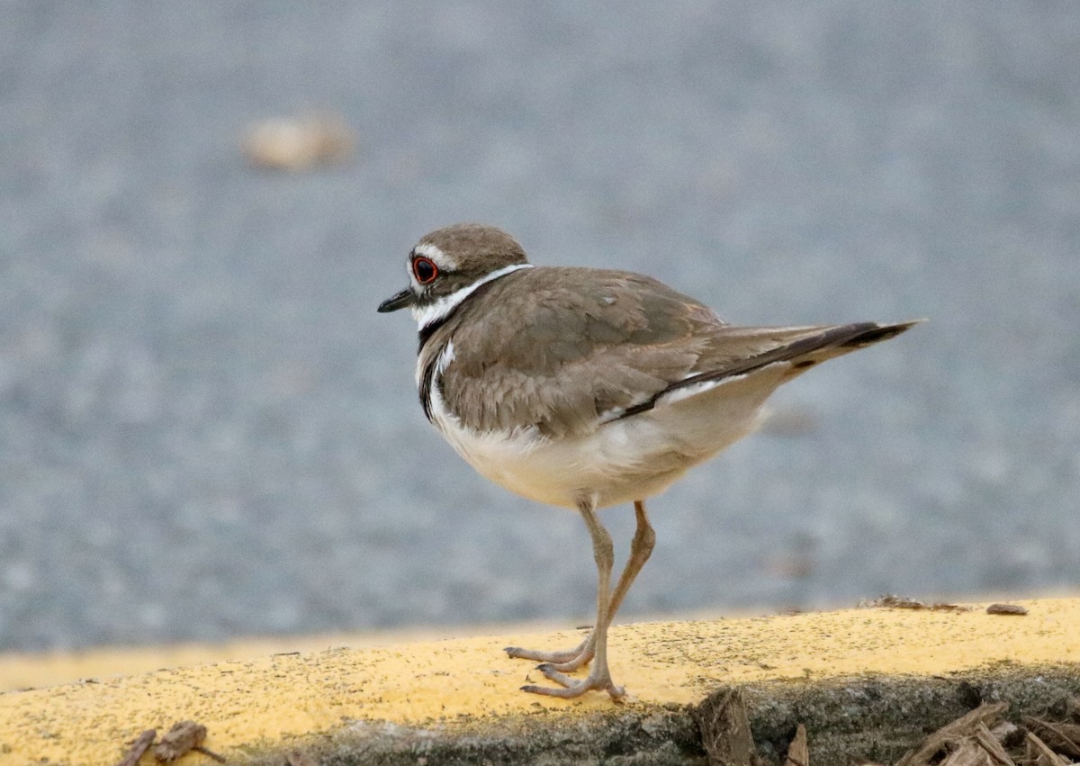 Killdeer - Kelly Krechmer