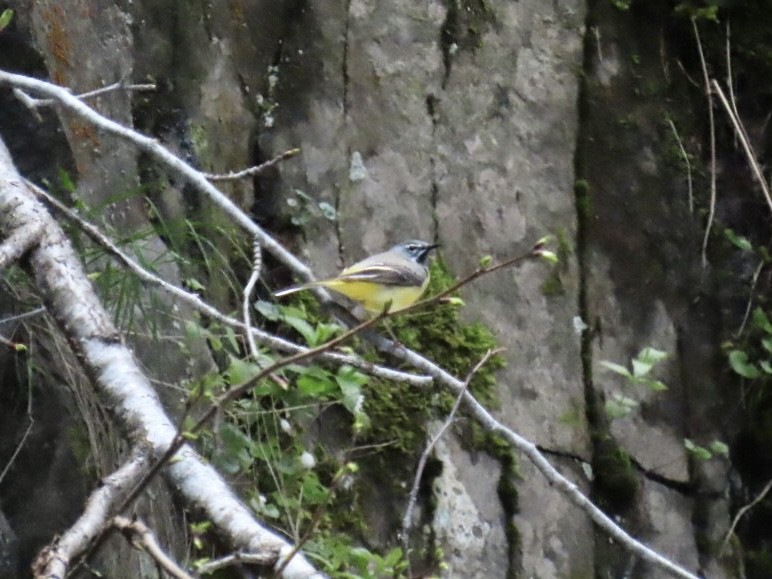 Gray Wagtail - Nathan Petersen