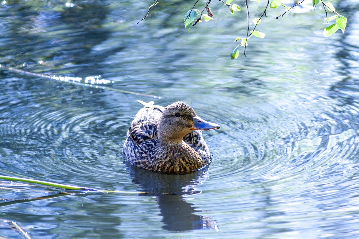 Mallard - Jose Rodriguez