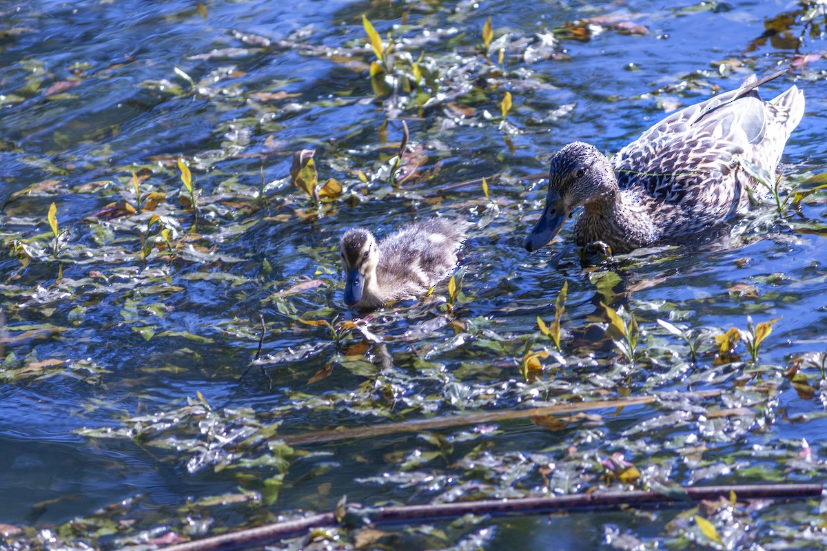 Mallard - Jose Rodriguez