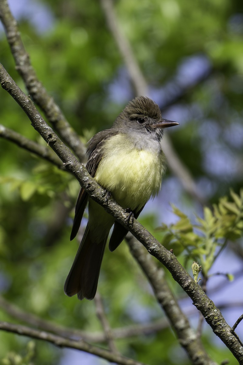 Great Crested Flycatcher - Scott Fraser