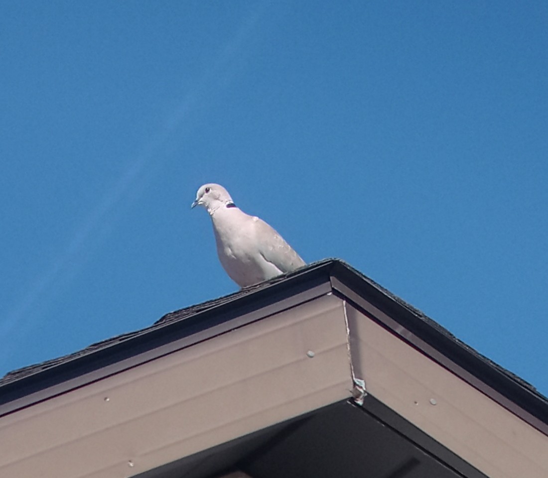 Eurasian Collared-Dove - Kerah Braham