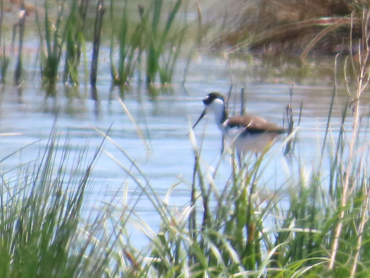 Black-necked Stilt - Ray Coil