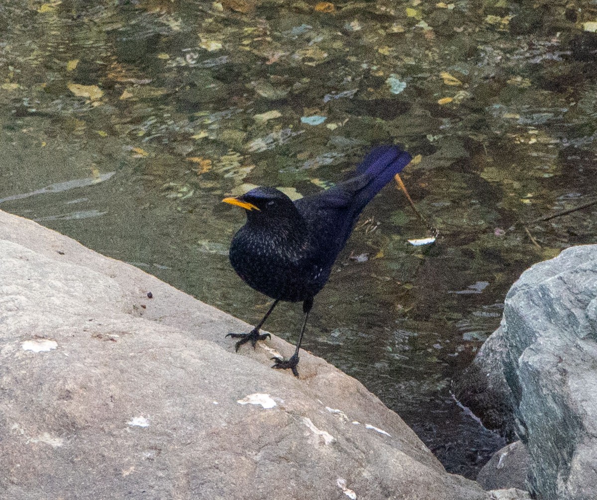 Blue Whistling-Thrush - David Houle