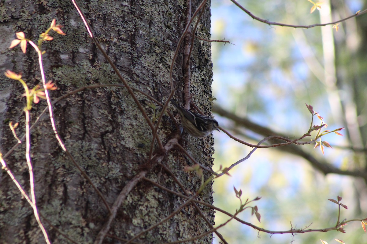 Black-and-white Warbler - Aidan Felch