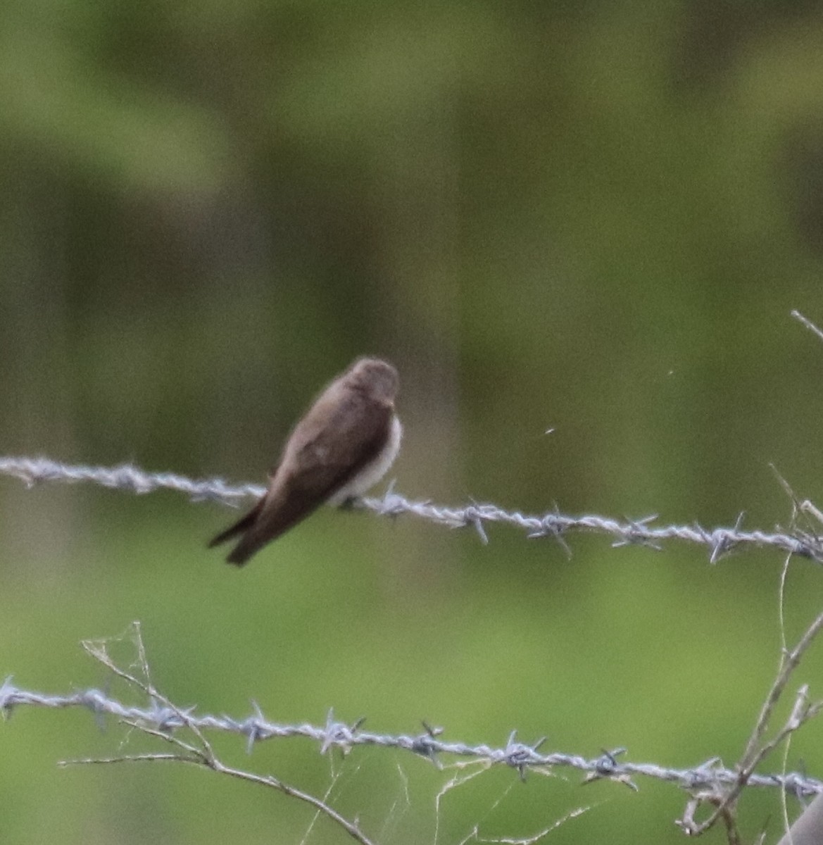 Northern Rough-winged Swallow - Kelly Krechmer