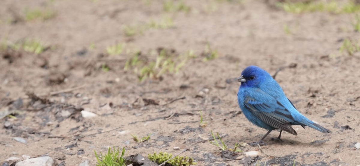 Indigo Bunting - Felix Perdue