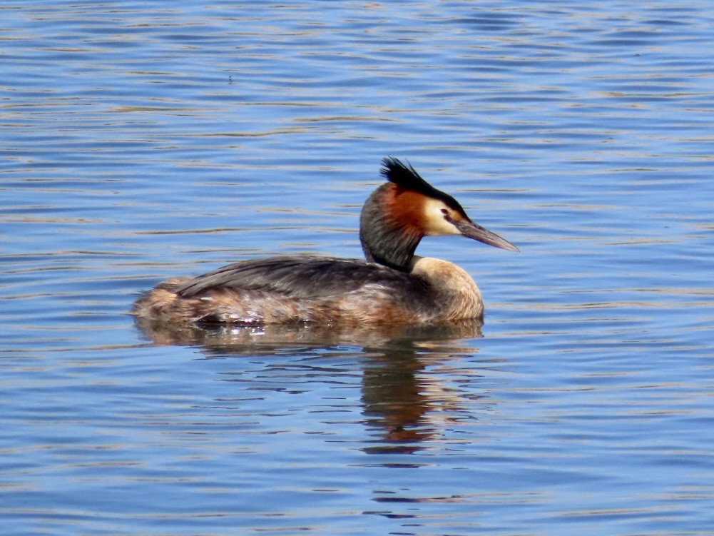 Great Crested Grebe - Nathan Petersen