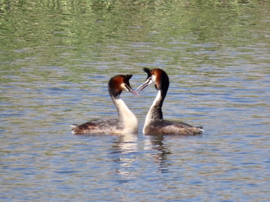 Great Crested Grebe - Nathan Petersen