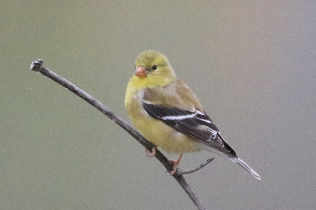 American Goldfinch - Kelly Krechmer