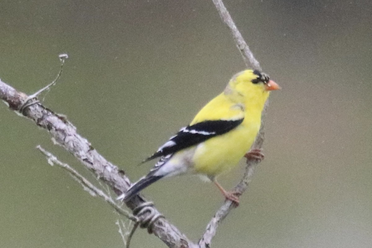 American Goldfinch - Kelly Krechmer