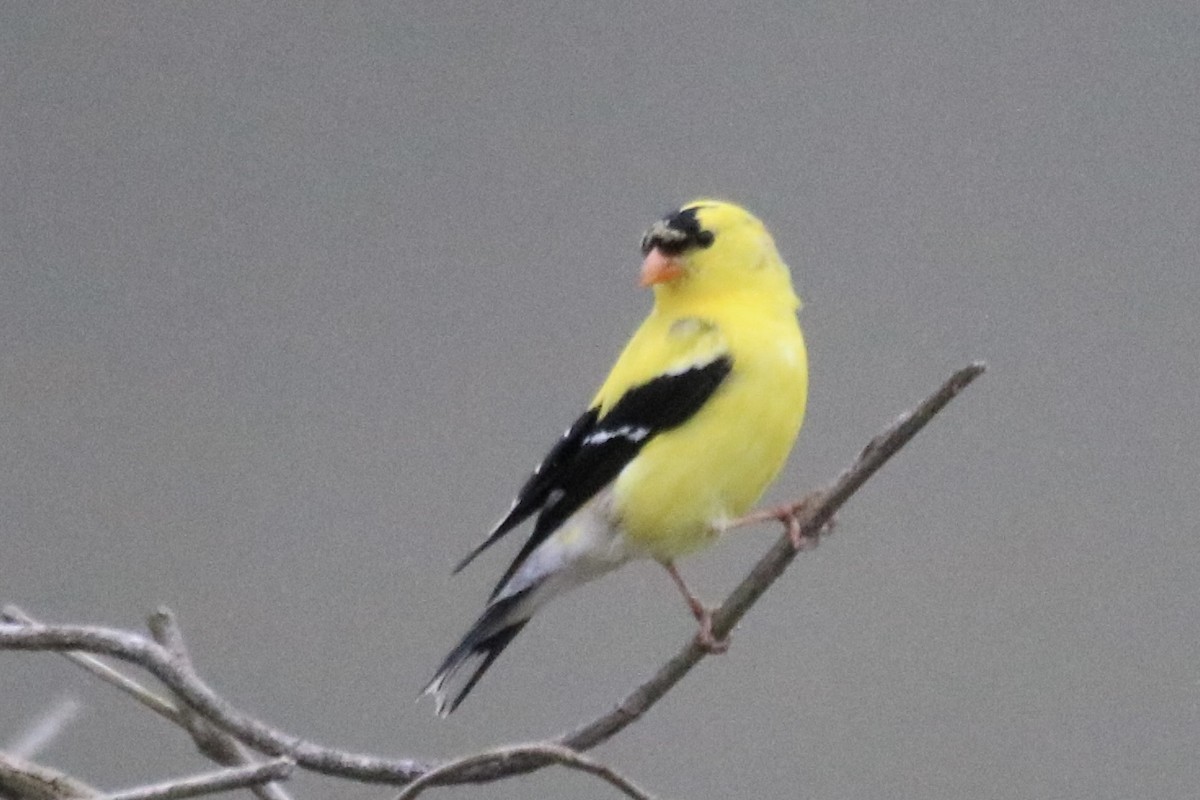 American Goldfinch - Kelly Krechmer