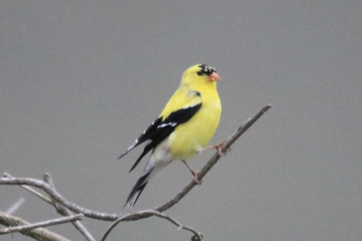 American Goldfinch - Kelly Krechmer