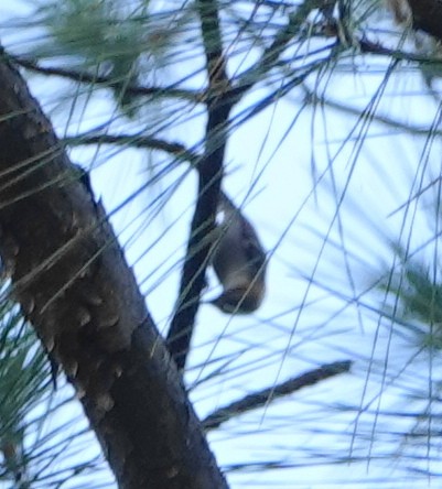 Brown-headed Nuthatch - Dennis Forsythe