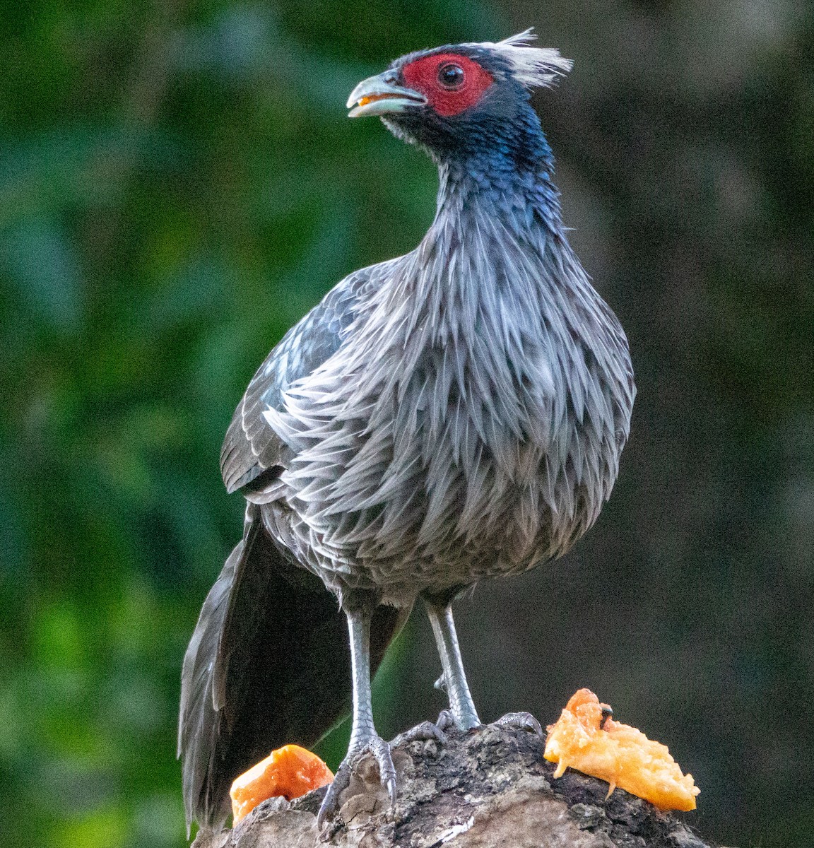 Kalij Pheasant - David Houle