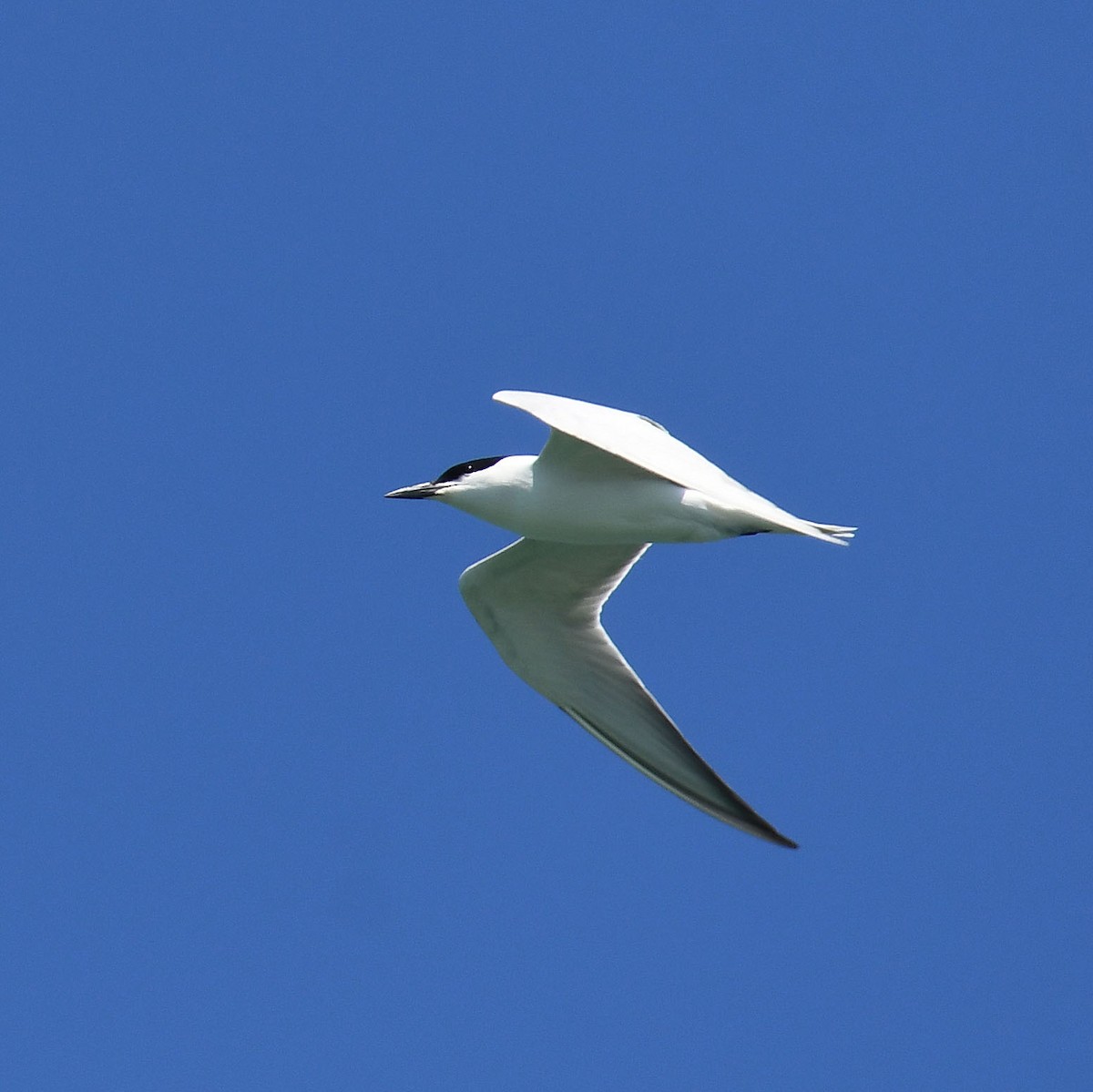 Gull-billed Tern - ML618832600