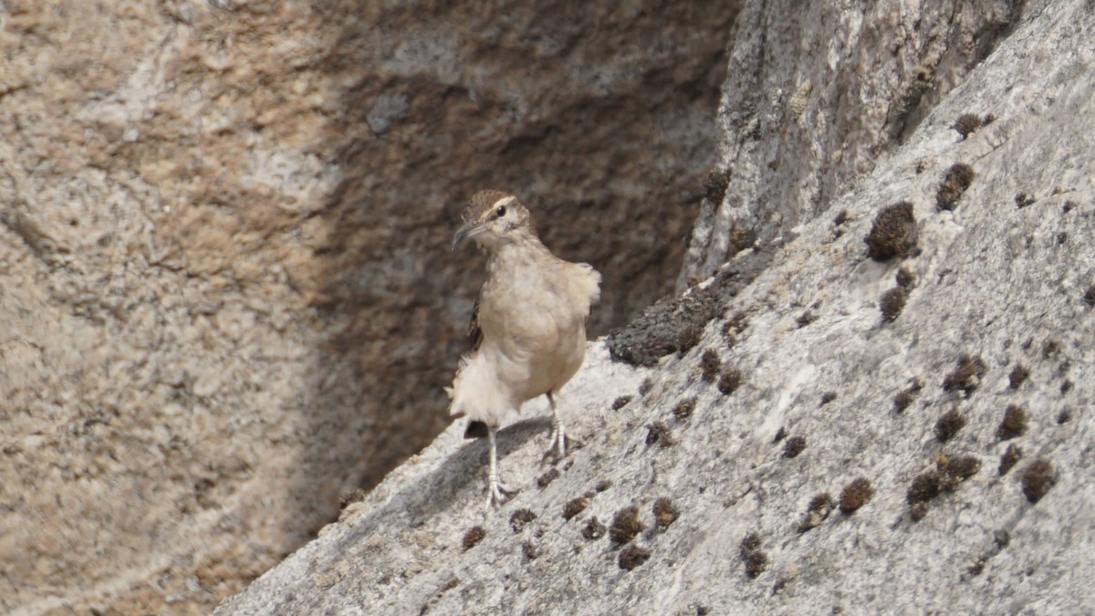 Thick-billed Miner - ML618832603