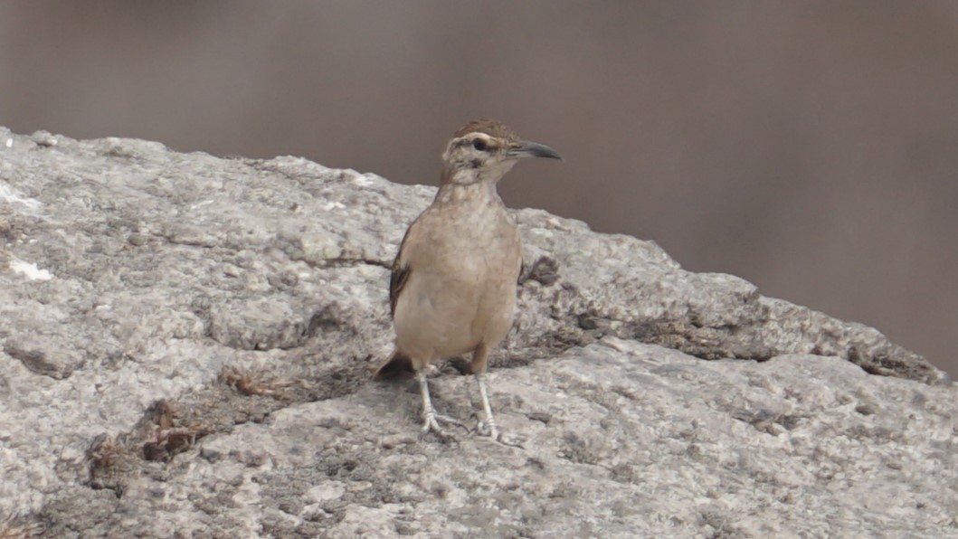 Thick-billed Miner - Paul Gössinger