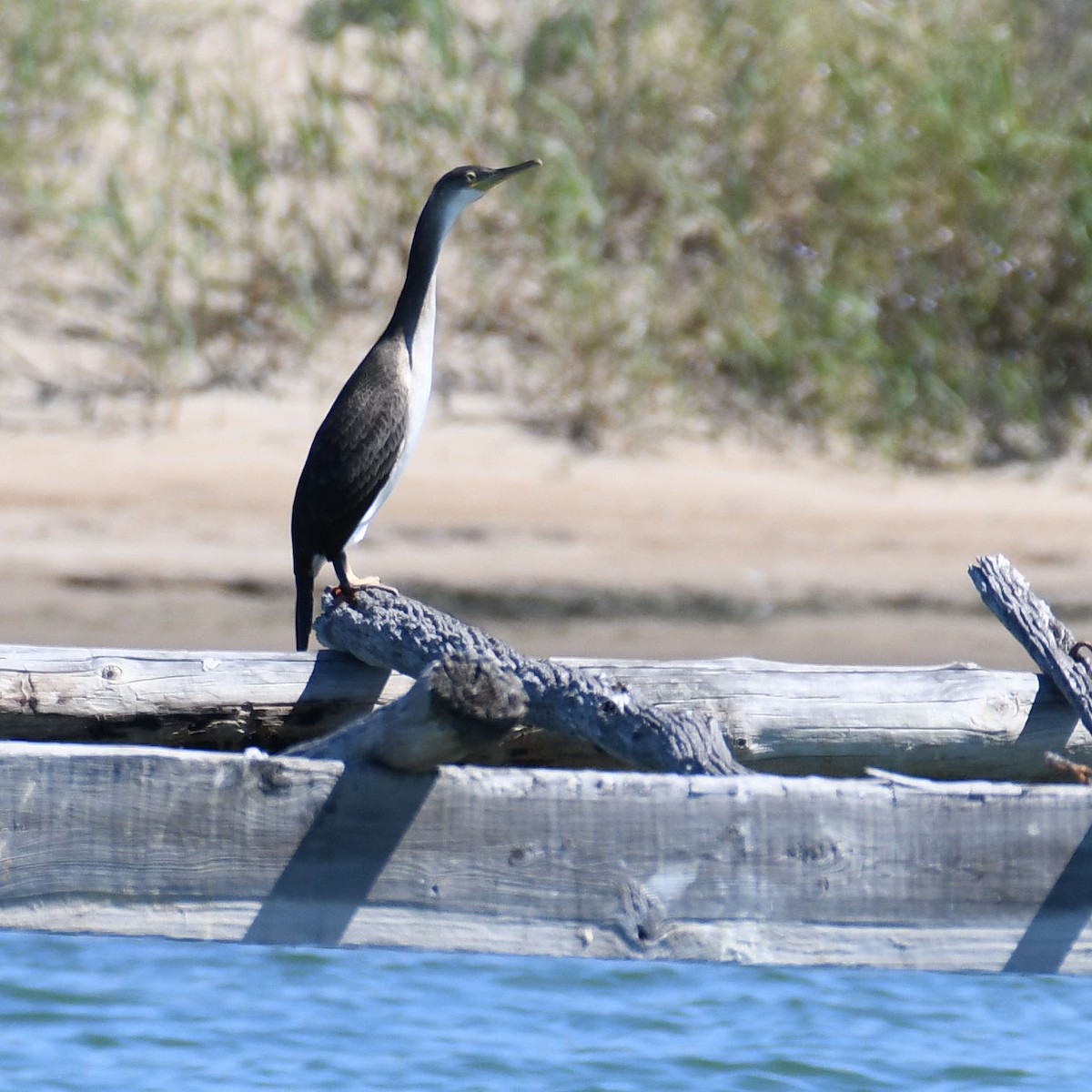 European Shag (Mediterranean) - ML618832618