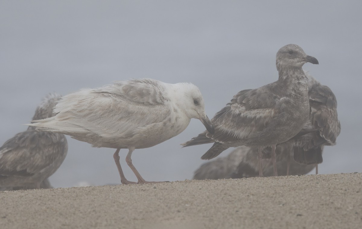 Glaucous-winged Gull - Loni Ye