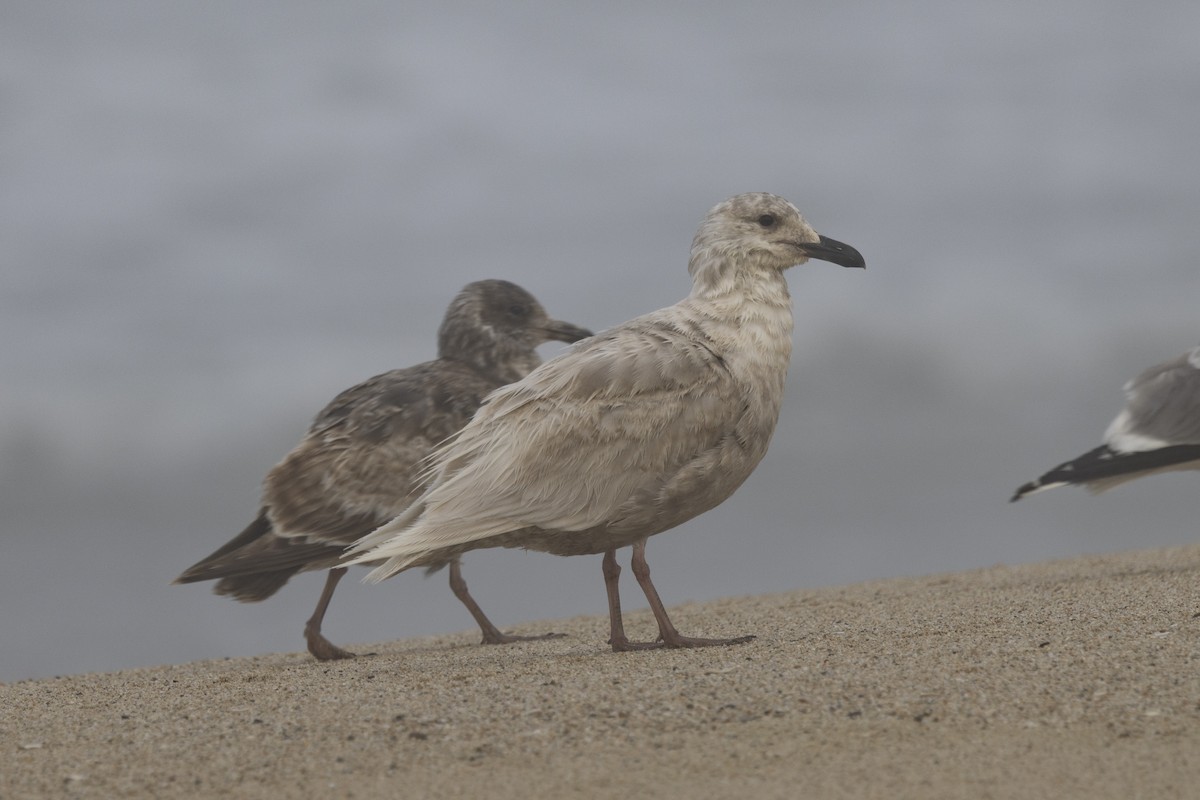 Glaucous-winged Gull - ML618832632