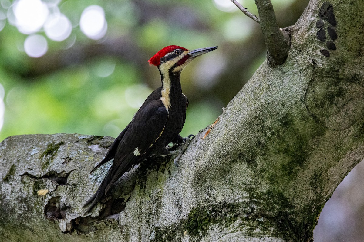 Pileated Woodpecker - Josh Heinzen