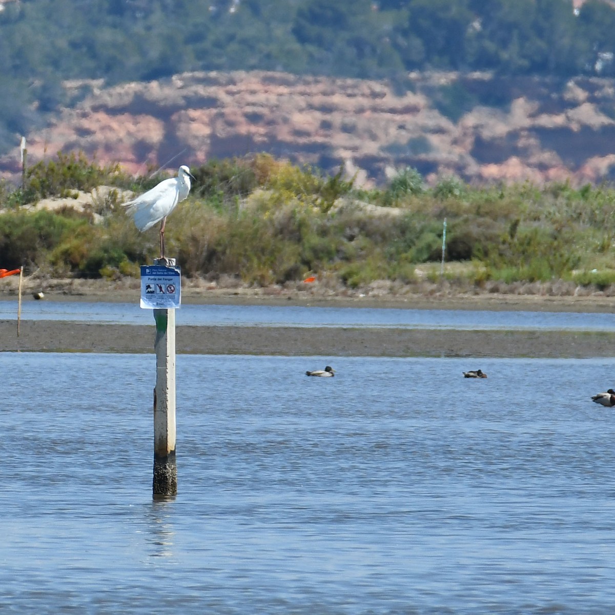 Great Egret - ML618832643