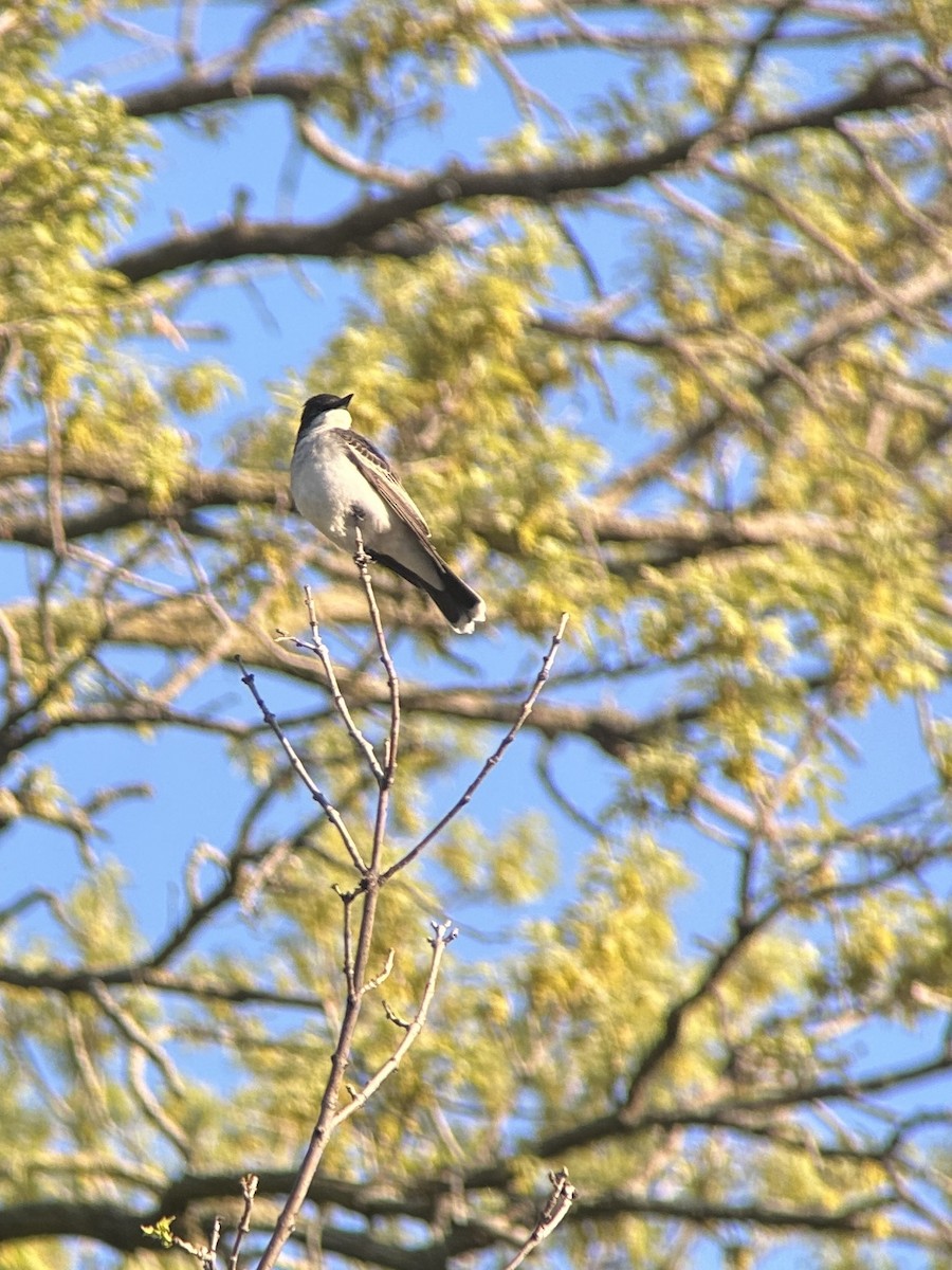 Eastern Kingbird - Alex Cruz Jr 🦤