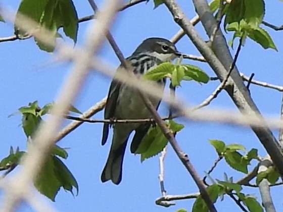 Yellow-rumped Warbler - Kris Eichers