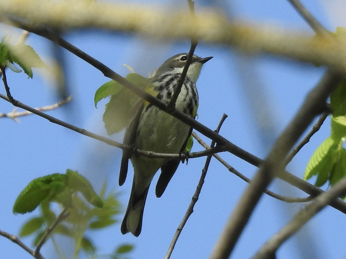 Yellow-rumped Warbler - ML618832670