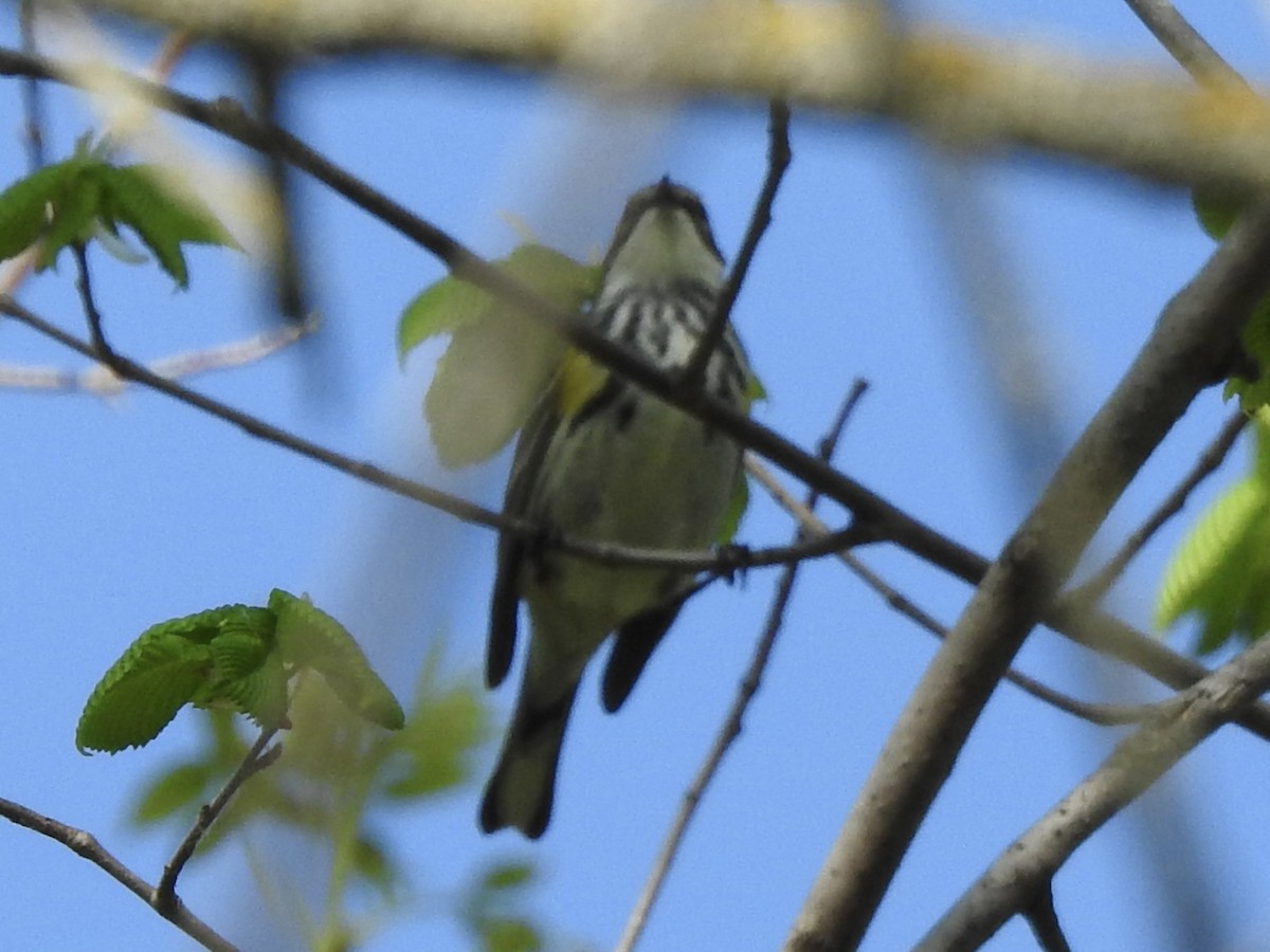 Yellow-rumped Warbler - Kris Eichers