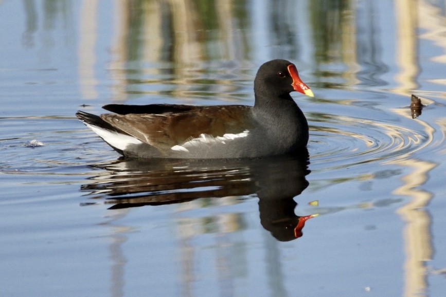 Common Gallinule - Alain Desfossés