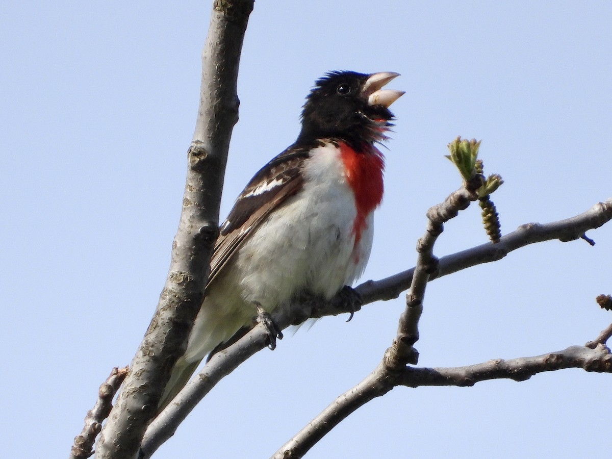 Rose-breasted Grosbeak - Patricia Hare