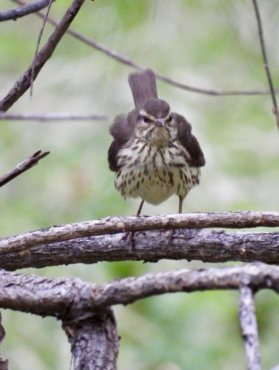 Northern Waterthrush - Christopher Daniels